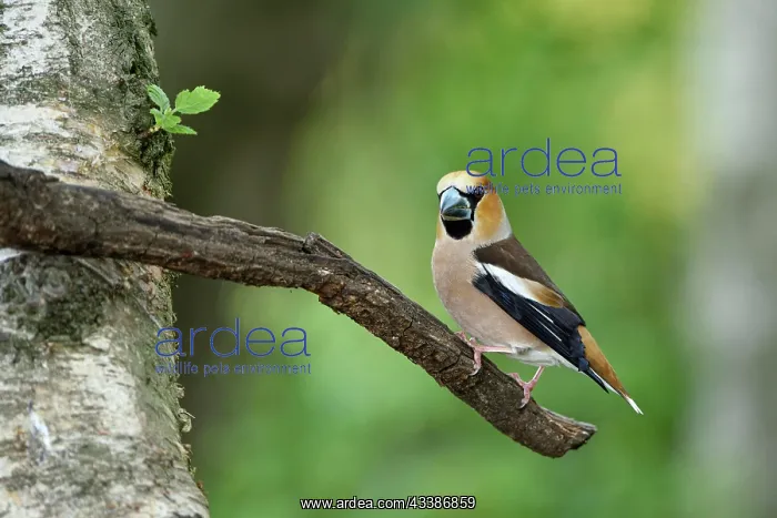 : Hawfinch (Coccothraustes coccothraustes), adult : Hawfinch (Coccothraustes coccothraustes), adult