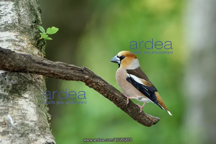  : Hawfinch (Coccothraustes coccothraustes), adult