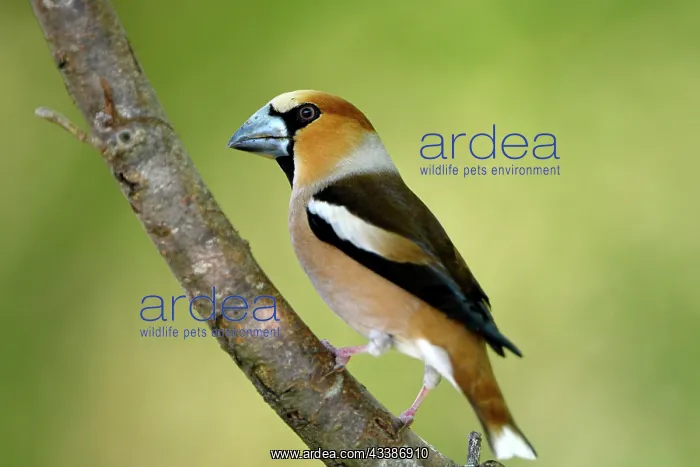 : Hawfinch (Coccothraustes coccothraustes), adult : Hawfinch (Coccothraustes coccothraustes), adult