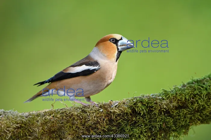 : Hawfinch (Coccothraustes coccothraustes), adult : Hawfinch (Coccothraustes coccothraustes), adult