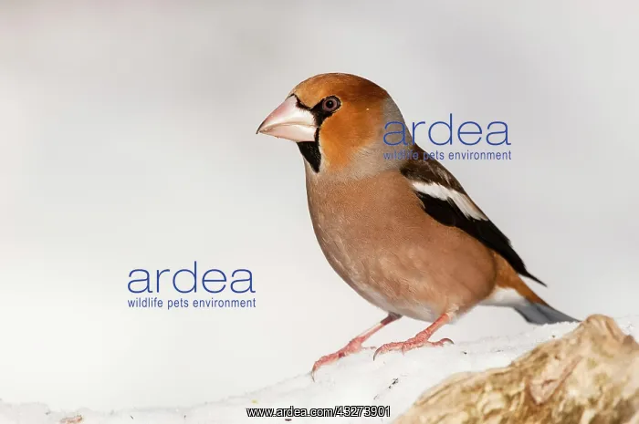 : Hawfinch (Coccothraustes coccothraustes) adult male : Hawfinch (Coccothraustes coccothraustes) adult male