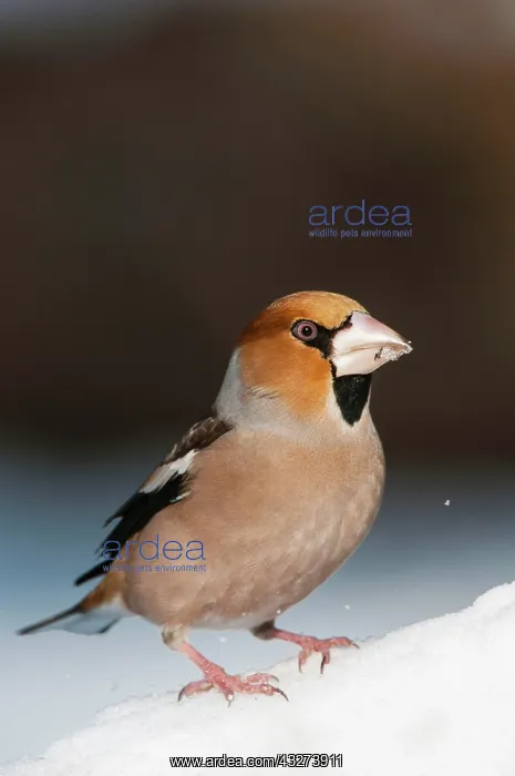  : Hawfinch (Coccothraustes coccothraustes) adult male