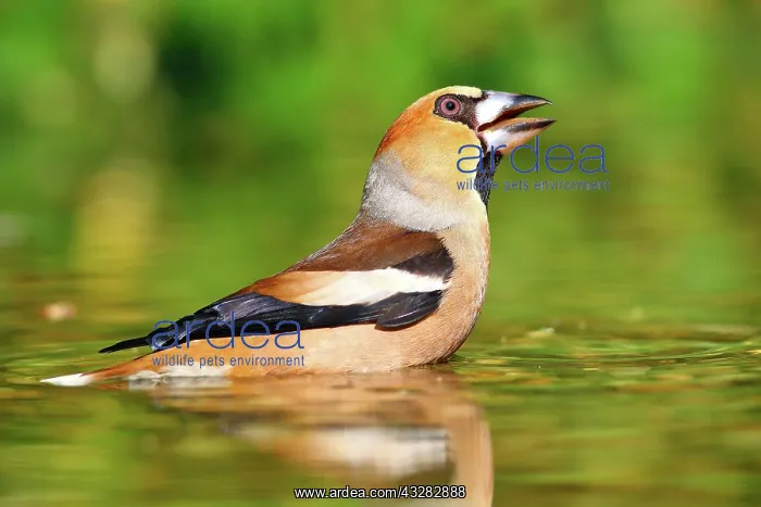 : Hawfinch (Coccothraustes coccothraustes) bathes : Hawfinch (Coccothraustes coccothraustes) bathes