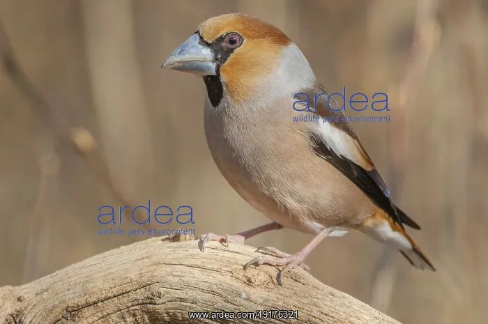 : Hawfinch (Coccothraustes coccothraustes) on a branch in the forest : Hawfinch (Coccothraustes coccothraustes) on a branch in the forest