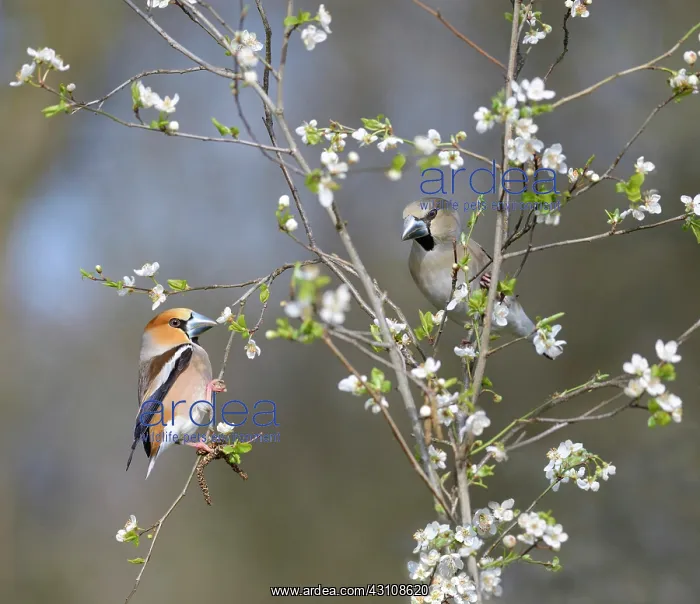 : Hawfinch (Coccothraustes coccothraustes) couple : Hawfinch (Coccothraustes coccothraustes) couple