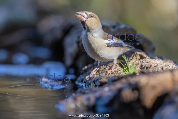 : Hawfinch (Coccothraustes coccothraustes), drinking : Hawfinch (Coccothraustes coccothraustes), drinking