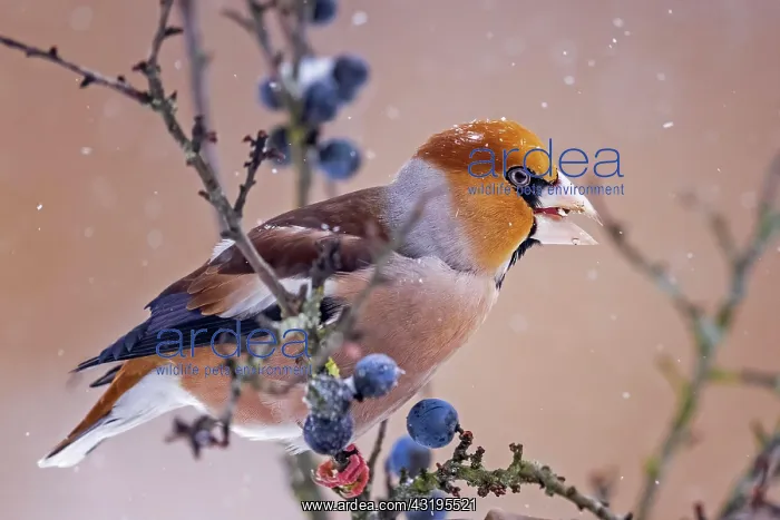 : Hawfinch (Coccothraustes coccothraustes) Feeding : Hawfinch (Coccothraustes coccothraustes) Feeding