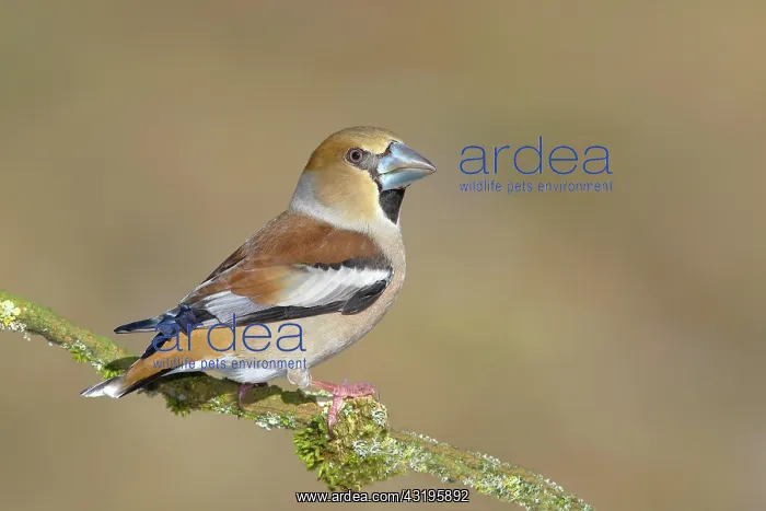 : Hawfinch (Coccothraustes coccothraustes), female : Hawfinch (Coccothraustes coccothraustes), female