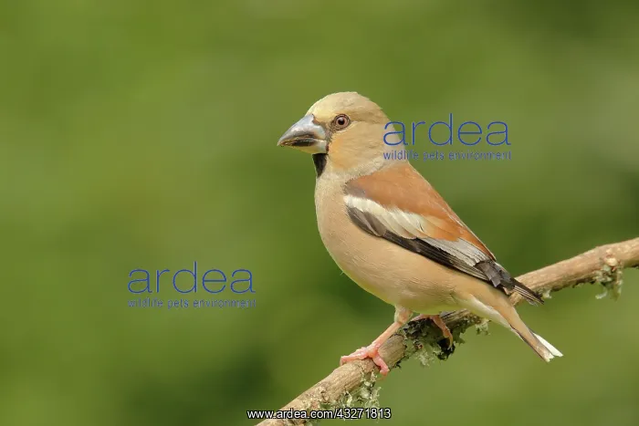 : Hawfinch (Coccothraustes coccothraustes), female : Hawfinch (Coccothraustes coccothraustes), female