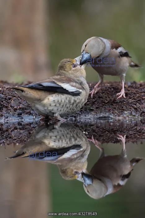 : Hawfinch (Coccothraustes coccothraustes) female : Hawfinch (Coccothraustes coccothraustes) female