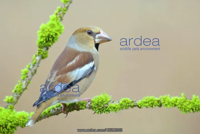 : Hawfinch (Coccothraustes coccothraustes), female : Hawfinch (Coccothraustes coccothraustes), female
