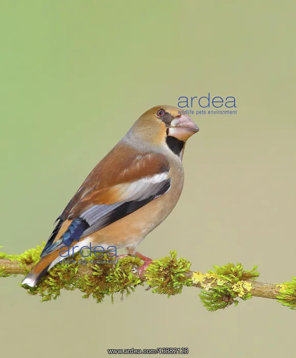 : Hawfinch (Coccothraustes coccothraustes), female : Hawfinch (Coccothraustes coccothraustes), female