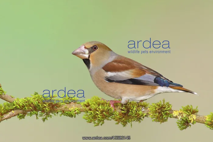: Hawfinch (Coccothraustes coccothraustes), female : Hawfinch (Coccothraustes coccothraustes), female