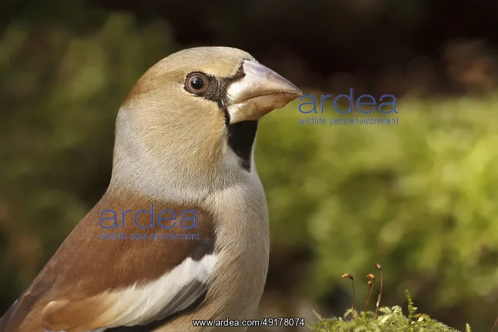 : Hawfinch (Coccothraustes coccothraustes) female : Hawfinch (Coccothraustes coccothraustes) female