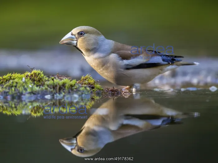 : Hawfinch (Coccothraustes coccothraustes) female at a waterhole : Hawfinch (Coccothraustes coccothraustes) female at a waterhole