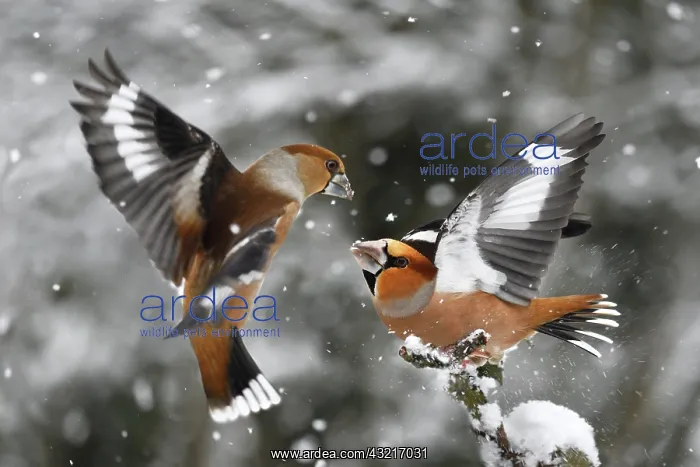 : Hawfinch (Coccothraustes coccothraustes) fighting : Hawfinch (Coccothraustes coccothraustes) fighting