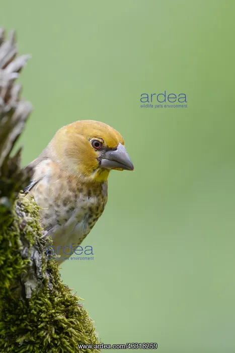: Hawfinch (Coccothraustes coccothraustes) juveni : Hawfinch (Coccothraustes coccothraustes) juveni