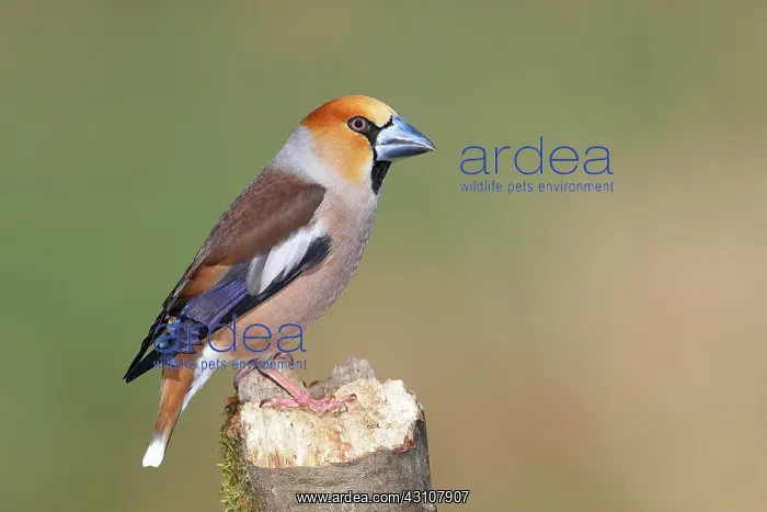 : Hawfinch (Coccothraustes coccothraustes) male in : Hawfinch (Coccothraustes coccothraustes) male in