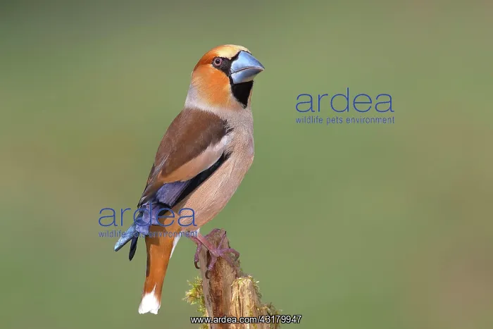: Hawfinch (Coccothraustes coccothraustes) male in : Hawfinch (Coccothraustes coccothraustes) male in