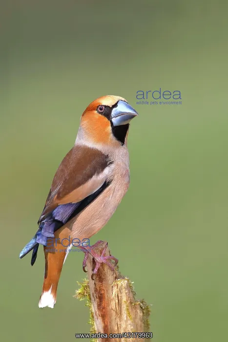 : Hawfinch (Coccothraustes coccothraustes) male in : Hawfinch (Coccothraustes coccothraustes) male in