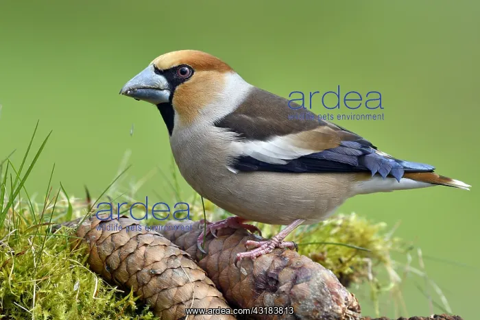 : Hawfinch (Coccothraustes coccothraustes), male on : Hawfinch (Coccothraustes coccothraustes), male on