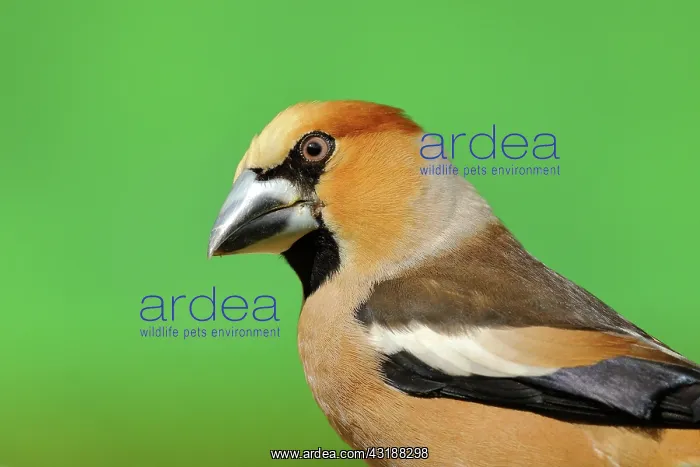 : Hawfinch (Coccothraustes coccothraustes), male : Hawfinch (Coccothraustes coccothraustes), male