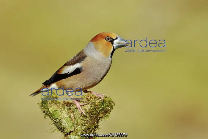 : Hawfinch (Coccothraustes coccothraustes), male : Hawfinch (Coccothraustes coccothraustes), male