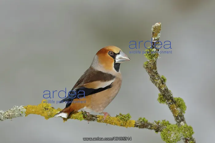 : Hawfinch (Coccothraustes coccothraustes), male : Hawfinch (Coccothraustes coccothraustes), male