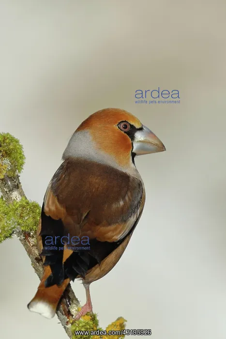 : Hawfinch (Coccothraustes coccothraustes), male : Hawfinch (Coccothraustes coccothraustes), male