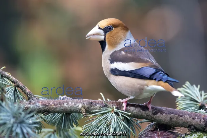  : Hawfinch (Coccothraustes coccothraustes) male on