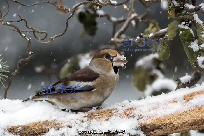 : Hawfinch (Coccothraustes coccothraustes) male on : Hawfinch (Coccothraustes coccothraustes) male on