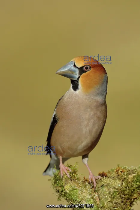 : Hawfinch (Coccothraustes coccothraustes), male : Hawfinch (Coccothraustes coccothraustes), male