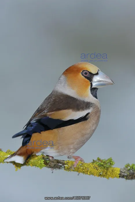 : Hawfinch (Coccothraustes coccothraustes), male : Hawfinch (Coccothraustes coccothraustes), male