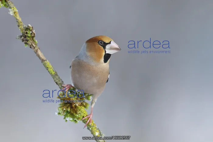 : Hawfinch (Coccothraustes coccothraustes), male : Hawfinch (Coccothraustes coccothraustes), male