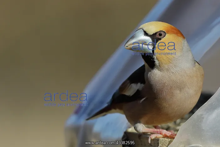 : Hawfinch (Coccothraustes coccothraustes), male : Hawfinch (Coccothraustes coccothraustes), male