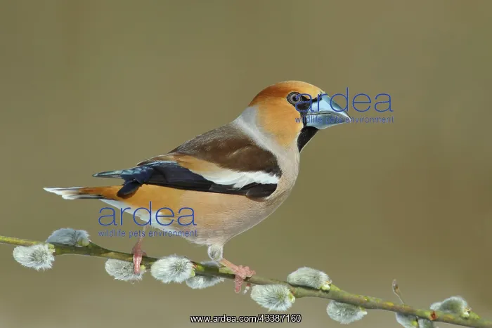 : Hawfinch (Coccothraustes coccothraustes), male : Hawfinch (Coccothraustes coccothraustes), male