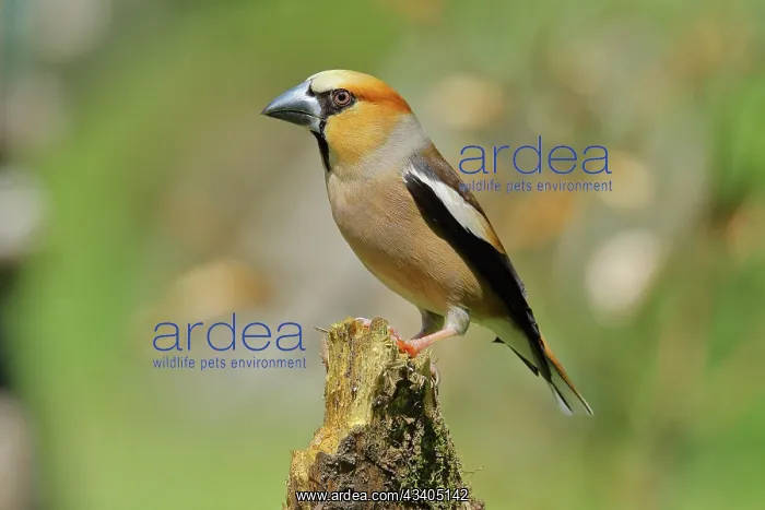 : Hawfinch (Coccothraustes coccothraustes), male : Hawfinch (Coccothraustes coccothraustes), male