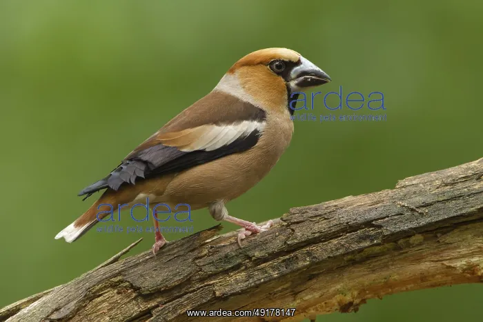 : Hawfinch (Coccothraustes coccothraustes) male : Hawfinch (Coccothraustes coccothraustes) male
