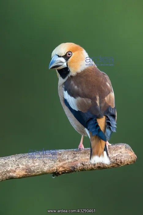 : Hawfinch (Coccothraustes coccothraustes) male p : Hawfinch (Coccothraustes coccothraustes) male p