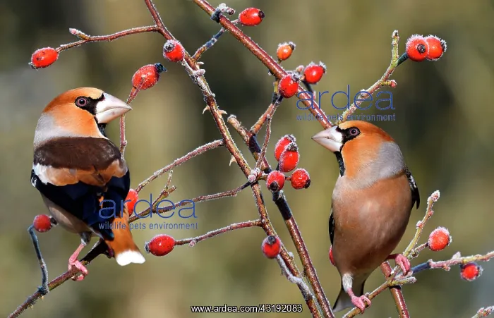  : Hawfinch (Coccothraustes coccothraustes) males on
