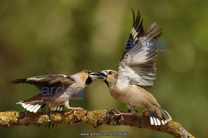 : Hawfinch (Coccothraustes coccothraustes) males wrangling : Hawfinch (Coccothraustes coccothraustes) males wrangling