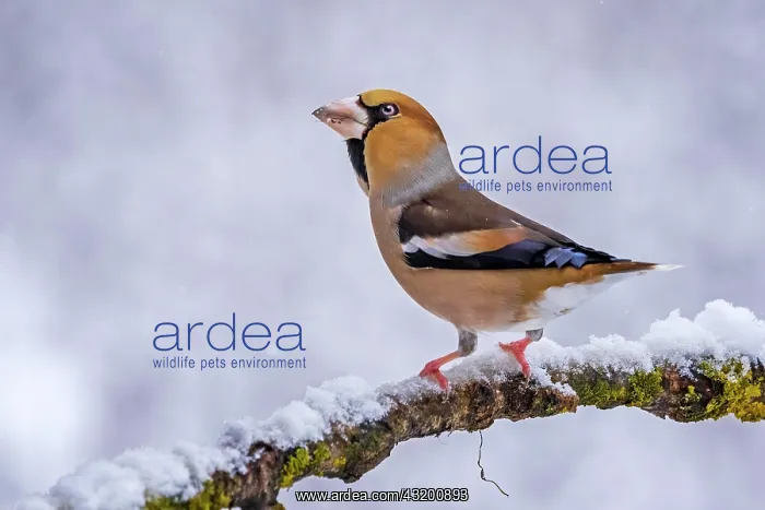 : Hawfinch (Coccothraustes coccothraustes), Middle : Hawfinch (Coccothraustes coccothraustes), Middle