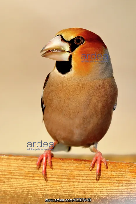 : Hawfinch (Coccothraustes coccothraustes), North : Hawfinch (Coccothraustes coccothraustes), North