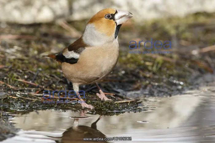 : Hawfinch (Coccothraustes coccothraustes), perched : Hawfinch (Coccothraustes coccothraustes), perched