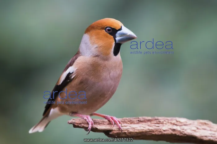 : Hawfinch (Coccothraustes coccothraustes) sits on : Hawfinch (Coccothraustes coccothraustes) sits on