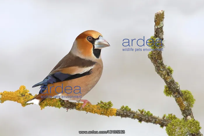: Hawfinch (Coccothraustes coccothraustes) sitting : Hawfinch (Coccothraustes coccothraustes) sitting