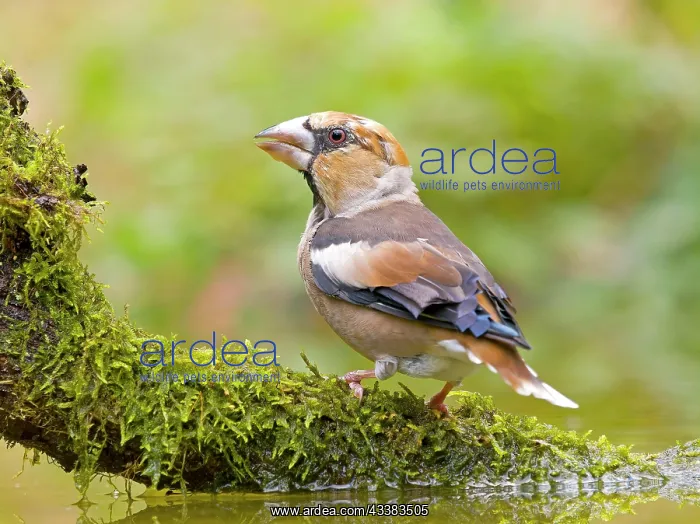 : Hawfinch (Coccothraustes coccothraustes), sitting : Hawfinch (Coccothraustes coccothraustes), sitting