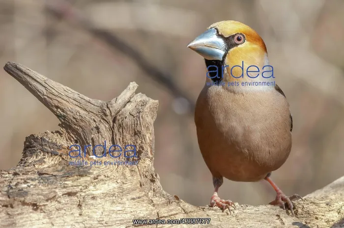 : Hawfinch (Coccothraustes coccothraustes) sitting : Hawfinch (Coccothraustes coccothraustes) sitting