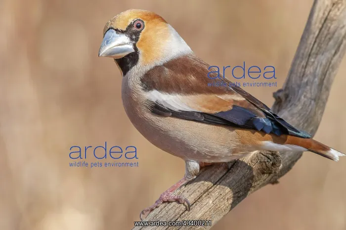  : Hawfinch (Coccothraustes coccothraustes) sitting