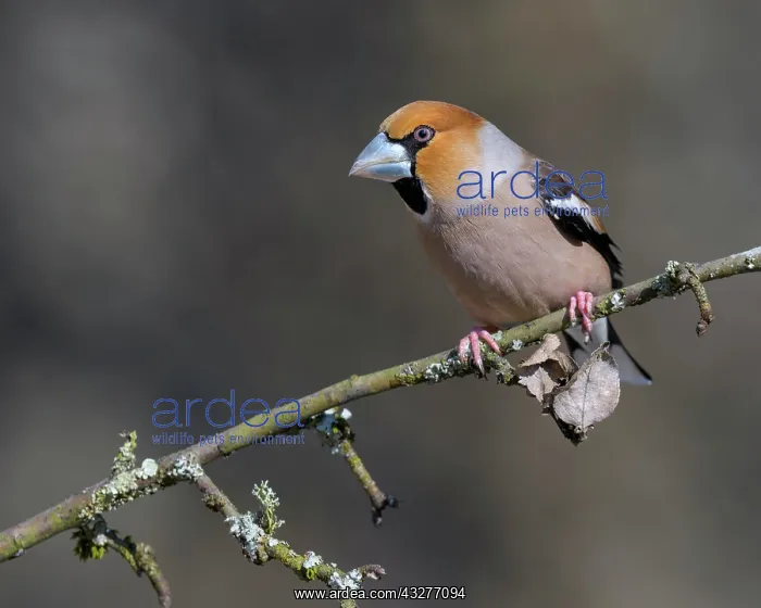 : Hawfinch (Coccothraustes coccothraustes), in a splendid : Hawfinch (Coccothraustes coccothraustes), in a splendid